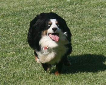 Wiseachers Miniature Australian Shepherds, black tri male