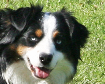 Wiseachers Miniature Australian Shepherds, black tri male