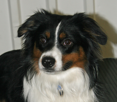 Wiseachers Miniature Australian Shepherds - black tri male Wiseachers Miniature Australian Shepherds - black tri male