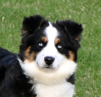 Timberlines Believe It or Not Ima Wiseacher black tri male Timberlines Believe It or Not Ima Wiseacher black tri male