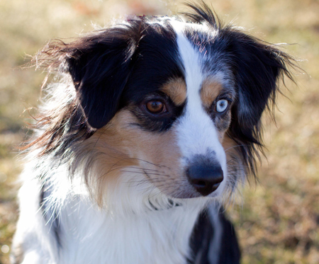 Wiseachers Miniature Australian Shepherd, Hoss (Mr. Biggs) a blue merle male Mini Aussie Wiseachers Miniature Australian Shepherd, Hoss (Mr. Biggs) a blue merle male Mini Aussie