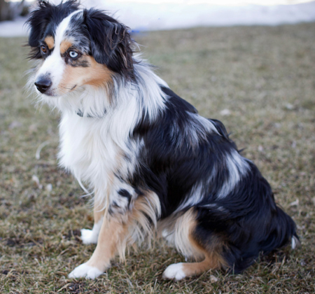 Wiseachers Hoss (Mr. Biggs) a blue merle male Miniature Aussie