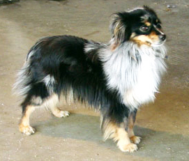 Wiseachers Flying Ace