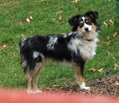 wiseachers miniature australian shepherds - Spencers Mountain Wiseachers Finis
